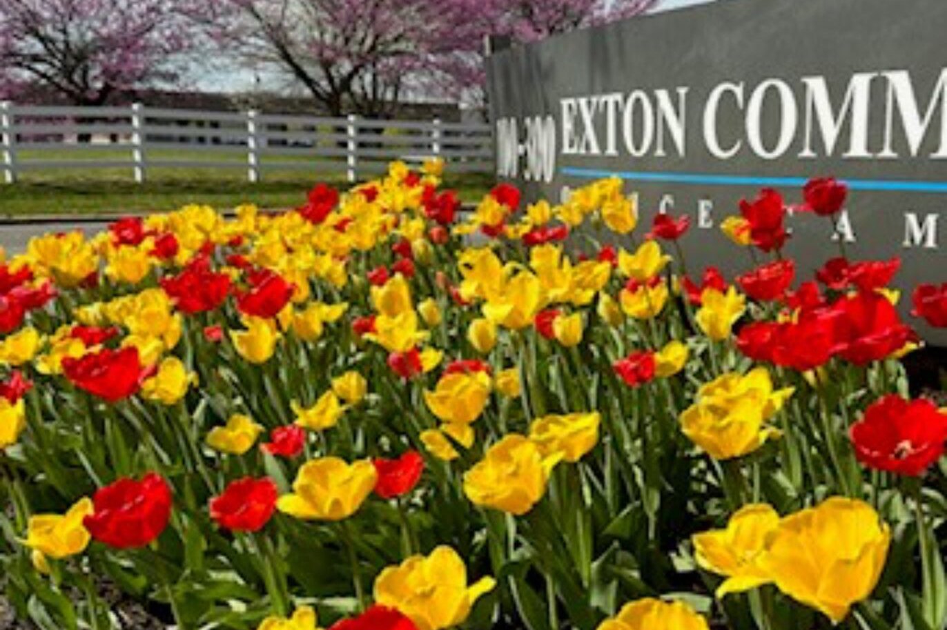 chester-county-brogan-commercial-flowers-maintenance-crop