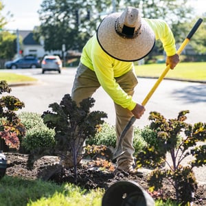 landscape enhancement crew member shoveling, plant installation